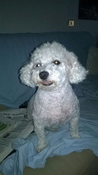 cagnolina cagnolina