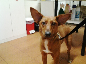 cagnolina2 cagnolina2