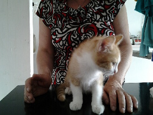 miao2 miao2
