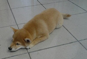 shiba shiba