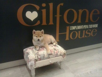 shiba11 shiba11