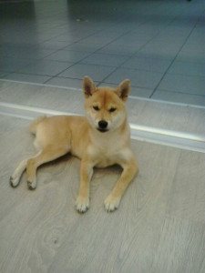 shiba1234 shiba1234