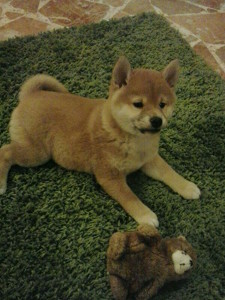 shiba3 shiba3