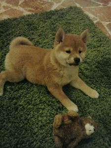 shiba3